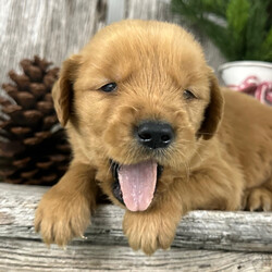 Neven/Golden Retriever/Male/5 weeks