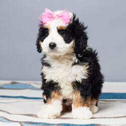 Adopt a dog:Sarah/Bernedoodle/Female/6 weeks,Well, hello there! My name is Sarah, and it is a pleasure to meet you. I am looking for the perfect family for me. I love being the center of attention and making my friends and family laugh. I am the all-around perfect pup! I look forward to my walks and nap times. Just put on a good movie and I will be there curled up right next to you before you know it. I promise to come home up to date on my puppy vaccinations and pre-spoiled. I am a very happy, healthy puppy and I am sure I will make that perfect addition to your loving family. Make me the newest member and I will be sure to have puppy kisses waiting just for you.