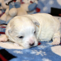 Adopt a dog:Alyssa/Maltese/Female/4 weeks,Let's go to the park to play! It'll be so much fun! I'm sorry; I forgot to introduce myself. I love playtime. We can nap when we are tired and play together during the day. I just went to the vet, and they made sure I was ready to go. Jump on board and we will have a blast together! Since I will be new in town, all I need is a person I can trust to show me the ropes. Will you be my mentor and show me around?