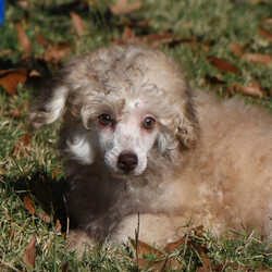 Carmen/Poodle/Female/14 weeks