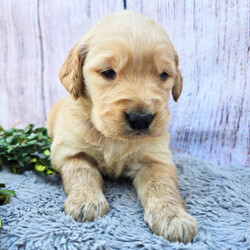 Adopt a dog:Katherine/Golden Retriever/Female/5 weeks,Hello! My name is Katherine! Am I not the cutest puppy you have ever seen? That is what everyone keeps telling me. Not only am I cute, but I also have a great personality too. Before arriving home, I will be up to date on my vaccinations and be pre-spoiled. I will make the perfect best friend and companion! So, what are you waiting for? Choose me today!