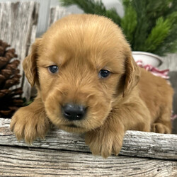 Adopt a dog:Neven/Golden Retriever/Male/5 weeks,Hi, I'm Neven, and I love to play! Everyone always tells me how beautiful I am! I always get happy and excited when you are ready to play because that's what I live for! My parents are both built very beautifully, so I'm hoping to look just like them when I grow up! I love attention and meeting new people, but being your companion is my number one goal! I promise to always love you and be the light of your life! I will come to you with my vaccinations up to date, so I will be healthy and happy. Pick me! I'm super excited to meet you!