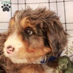 Tippy/Bernedoodle									Puppy/Male																/8 Weeks,Come and meet Tippy, a playful Bernedoodle puppy who loves to have fun! This adorable pup is socialized and being raised in a family with children. He comes home vet checked and up to date on shots and de-wormer, plus the breeders provide both a 30 day health guarantee and an extended genetic health guarantee when Tippy joins his new family. Hear more about this wonderful pup and schedule a visit by calling Aaron and Esther Kauffman today!