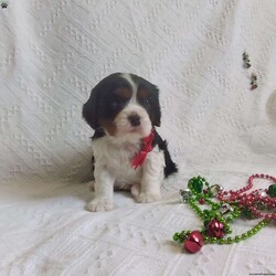 BIITZEN/Cavalier King Charles Spaniel									Puppy/Male																/6 Weeks