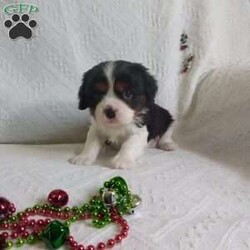 BIITZEN/Cavalier King Charles Spaniel									Puppy/Male																/6 Weeks,LOOK At ME! ARE YOU LOOKING For the PERFECT Christmas gift? A healthy happy friendly fluffy puppy.Retired farmers who spend lots of time with our fluffy friends.come meet me or I can be transported to your front door for a small additional fee. Text or call for more info.