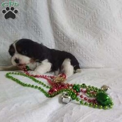 BIITZEN/Cavalier King Charles Spaniel									Puppy/Male																/6 Weeks,LOOK At ME! ARE YOU LOOKING For the PERFECT Christmas gift? A healthy happy friendly fluffy puppy.Retired farmers who spend lots of time with our fluffy friends.come meet me or I can be transported to your front door for a small additional fee. Text or call for more info.