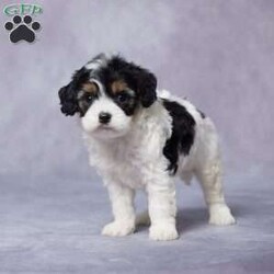 Fred/Cavapoo									Puppy/Male																/6 Weeks,Say hello to Fred, an adorable F1 Cavapoo with a heart full of love and a playful spirit! This sweet boy is ready to find his perfect forever home. Raised in a loving environment, Fred is well-socialized and will quickly become your new best friend. He’s been vet-checked, is up to date on vaccines and dewormer, and is microchipped to keep him safe and sound.