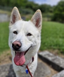 Daisy/Siberian Husky/Female/3 Years 10 Months,Hello there! My name is Daisy, and I’m a spirited Siberian Husky ready to find my forever home. I’ve had a bit of a journey, including some surgery on my front leg, but I’m happy to report that I’ve fully recovered and am feeling great! I’m back to my playful self, eager to explore the world around me. I’m a bit of a shy girl, especially when meeting new people. It takes me some time to warm up, so it’s important that my future family understands that I might need a few meet-and-greet sessions before I feel comfortable. Patience is key with me, but once I trust you, I promise I’ll be your loyal companion! As much as I love to romp around, I also enjoy my quiet moments, especially in outdoor spaces. I thrive with indoor/outdoor access, so having a yard where I can stretch my legs and enjoy the fresh air is ideal for me. This way, I can soak up all the love and attention without feeling overwhelmed. Because of my temperament, I would do best in a home without children under 15. It’s crucial that my new family has experience with Huskies and understands our unique traits. I can be a little quirky, and having someone who knows how to channel my energy and spirit will make a big difference in our lives together. If you think you can offer me the time, space, and understanding I need, I’d love to meet you! Let’s see if we can create some wonderful memories together. 