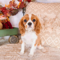 Adopt a dog:Waneta/Cavalier King Charles Spaniel/Female/13 weeks,Hello! My name is Waneta! Am I not the cutest puppy you have ever seen? That is what everyone keeps telling me. Not only am I cute, but I also have a great personality too. Before arriving home, I will be up to date on my vaccinations and be pre-spoiled. I will make the perfect best friend and companion! So, what are you waiting for? Choose me today!