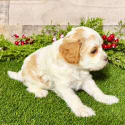 Adopt a dog:Bella/Cavapoo/Female/5 weeks,Hi, I'm Bella! It's very nice to meet you. I am a very outgoing puppy looking for a family where I would fit in! If you think you could be that family, hurry up and pick me up. I will be up to date on my vaccinations before coming home to you, so we can play as soon as I get there. I'm very excited about meeting my new family, so please don't make me wait too long!