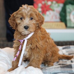 Perry/Goldendoodle/Male/12 weeks