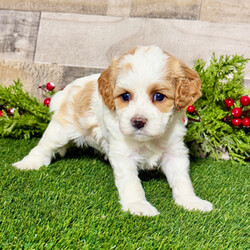 Adopt a dog:Bella/Cavapoo/Female/5 weeks,Hi, I'm Bella! It's very nice to meet you. I am a very outgoing puppy looking for a family where I would fit in! If you think you could be that family, hurry up and pick me up. I will be up to date on my vaccinations before coming home to you, so we can play as soon as I get there. I'm very excited about meeting my new family, so please don't make me wait too long!