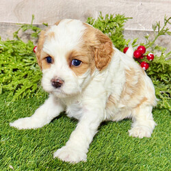 Adopt a dog:Bella/Cavapoo/Female/5 weeks,Hi, I'm Bella! It's very nice to meet you. I am a very outgoing puppy looking for a family where I would fit in! If you think you could be that family, hurry up and pick me up. I will be up to date on my vaccinations before coming home to you, so we can play as soon as I get there. I'm very excited about meeting my new family, so please don't make me wait too long!