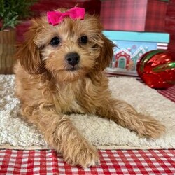 Adopt a dog:Nicole/Cavapoo/Female/13 weeks,Hi! I'm Nicole. I'm currently searching for a good, loving home. I hope to find a family that loves to play and loves to receive puppy kisses! I'm good at giving out plenty. Whether we are playing or cuddling together, I promise to be your most loving companion. I will arrive at my new home up to date on vaccinations and pre-spoiled. I can't wait to meet you. I have so much fun planned for us! See you soon!