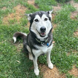Shasta/Siberian Husky/Female/4 Years 1 Month,Hi there! I’m Shasta, a spirited Husky with a heart full of love and a passion. At first glance, you’ll notice my beautiful brown eyes that seem to sparkle with excitement. I’m looking for a forever home where I can be the best lady I can be. Being the unique breed that is a husky it will be best I have a family that has breed knowledge and is ready for the responsibility of the best breed around town! First and foremost, I'm a people dog. Your company and companionship is what I enjoy most! I can be a little shy at first so it will be best that if there are children in the home that are a bit older and understand giving me the space I need to get comfy. Being a people dog, I will also need a family that is ready for me to be apart of their lifestyle and is home more often than not. I've also made some doggie friends during my stay at the RSPCA. I would enjoy walks with nice doggies and perhaps making some doggy friends too for playdates. However, I'd like to be your only dog at home as I enjoy my personal space and having my belongings to myself! If you think we’d be a great match, I can’t wait to meet you! I am currently living my best live at one of RSPCAs training centres so please fill out an expression of interest by clicking  Recommendations: