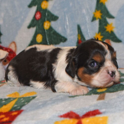 Adopt a dog:Ernie/Cavalier King Charles Spaniel/Male/4 weeks,Hi there! A picture is worth a thousand words and I'm sure that's why you clicked on me! I'm a beautiful puppy with a great disposition. I have wonderful parents that have started teaching me how to be a great companion. I hope to come home to you soon, so I can show you what I've learned. I will come home to you up to date on my vaccinations and vet checked. I'm waiting for you to pick me. You will not regret it!