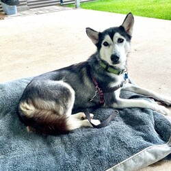 Shasta/Siberian Husky/Female/4 Years 1 Month,Hi there! I’m Shasta, a spirited Husky with a heart full of love and a passion. At first glance, you’ll notice my beautiful brown eyes that seem to sparkle with excitement. I’m looking for a forever home where I can be the best lady I can be. Being the unique breed that is a husky it will be best I have a family that has breed knowledge and is ready for the responsibility of the best breed around town! First and foremost, I'm a people dog. Your company and companionship is what I enjoy most! I can be a little shy at first so it will be best that if there are children in the home that are a bit older and understand giving me the space I need to get comfy. Being a people dog, I will also need a family that is ready for me to be apart of their lifestyle and is home more often than not. I've also made some doggie friends during my stay at the RSPCA. I would enjoy walks with nice doggies and perhaps making some doggy friends too for playdates. However, I'd like to be your only dog at home as I enjoy my personal space and having my belongings to myself! If you think we’d be a great match, I can’t wait to meet you! I am currently living my best live at one of RSPCAs training centres so please fill out an expression of interest by clicking  Recommendations: