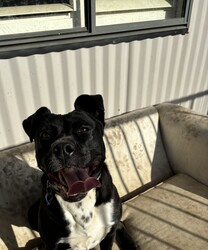 Boots/American Staffordshire Terrier/Female/2 Years 11 Months,Hi I’m Boots, and I’m soooo excited to meet my new family!  I am currently living with my awesome 