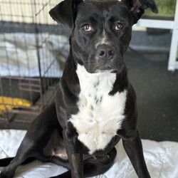 Boots/American Staffordshire Terrier/Female/2 Years 11 Months,Hi I’m Boots, and I’m soooo excited to meet my new family!  I am currently living with my awesome 