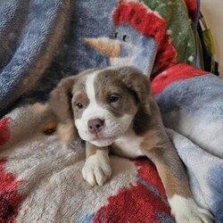 Olde English Bulldog Puppies for sale/Old English Bulldog/Mixed Litter/9 weeks,Olde english bulldog puppies for sale, all healthy and happy, they have been vet checked, microchipped, had flea and worm treatment and are up to date with vaccinations

3 boys and 4 girls available.

Males £1000
Females £1300

Please message if you have any questions.

Located in Carmarthen.