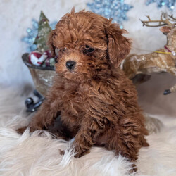 Adopt a dog:Mickey/Poodle/Male/8 weeks,Hey! My name is Mickey and I'm ready for you to pick me up, so that I can brighten up our home! I'm full of life and fun. I can be the best movie, walking, and cuddle buddy that you will ever come across! Both of my parents are exceptional examples of our breed. I will arrive to you healthy and with my vaccinations up to date, before wiping my paws on our welcome mat. Ready for a lifelong best friend? Well, I'm ready for my forever family!