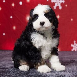 Adopt a dog:Barrel/Bernedoodle/Male/7 weeks,Meet Barrel, the sweetest Bernedoodle you’ll ever find! Barrel is full of love and ready to bring joy to his forever family. Raised with care right in our home, he’s been showered with attention and is great with kids. Barrel comes vet-checked, microchipped, and is up to date on his vaccinations so he’s healthy and ready to go. His warm, cuddly nature makes him the perfect companion for any family. If you’re looking for a loyal, playful, and adorable new family member, Barrel is the one. Don’t wait—he’s ready to meet you today!