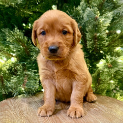 Adopt a dog:Eve/Golden Retriever/Female/6 weeks,I have a lot of adventures planned for you and me. Are you the lucky one for me? I sure hope so! My name is Eve and I’m a cutie. I love to share, and I’m good at it, too. If you like, you can cuddle with me in my doggy bed on those cold nights. I’ll make plenty of room for the you. You can take me for long walks, as I’m always on my best behavior. I’ll be center of attention with my shiny coat and brilliant personality. When I arrive to my new home, I will be up to date on my puppy vaccinations and vet checked from head to tail. Don’t miss out on me!