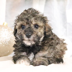 Adopt a dog:Wren/Poodle/Female/7 weeks,Why roll the dice to see what you get when I'm the cutest puppy for your family to get? Throw me a ball or show me your lap, it won't take you long to figure out where I'm at! I may be young now, cute and cuddly at best, but wait until I get bigger and its lots of adventures with no rest! Take me home now and you will not regret it. The bond that we'll build, of love and affection, will make a lifelong partnership and an unforgettable connection!