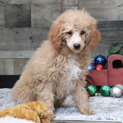 Adopt a dog:Brooke/Poodle/Female/17 weeks,Are you looking for the best puppy ever? Well, you found me! I am the best! How do I know? Well, just look at me. Aren't I adorable? Also, I come up to date on my vaccinations and vet checked from head to tail, so not only am I cute, but healthy too! I promise to be on my best behavior when I'm with my new family. I'm just a bundle of joy to have around. So, hurry and pick me to show off what an excellent puppy you have!