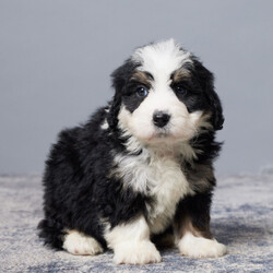 Adopt a dog:Samson/Bernedoodle/Male/10 weeks,Hey, wait up! Take a look at me! My name is Samson, and I promise I'll fulfill your every need! My current family tells me I will soon be ready to meet my new family. I cannot wait! I have been to the vet and they said I checked out great! I also love playing with my favorite toy. Hurry! What are you waiting for? I have my bags packed and can't wait to meet my family!