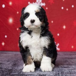 Adopt a dog:Barrel/Bernedoodle/Male/7 weeks,Meet Barrel, the sweetest Bernedoodle you’ll ever find! Barrel is full of love and ready to bring joy to his forever family. Raised with care right in our home, he’s been showered with attention and is great with kids. Barrel comes vet-checked, microchipped, and is up to date on his vaccinations so he’s healthy and ready to go. His warm, cuddly nature makes him the perfect companion for any family. If you’re looking for a loyal, playful, and adorable new family member, Barrel is the one. Don’t wait—he’s ready to meet you today!