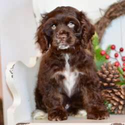 Adopt a dog:Pilot/Cocker Spaniel/Male/12 weeks,Why roll the dice to see what you get when I'm the cutest puppy for your family to get. Throw me a ball or show me your lap, it won't take you long to figure out where I'm at! I maybe young now, cute and cuddly at best, but wait until I get bigger and its lots of adventures with no rest! Take me home now and you will not regret it. The bond that we'll build, of love and affection, will make a lifelong partnership and an unforgettable connection!