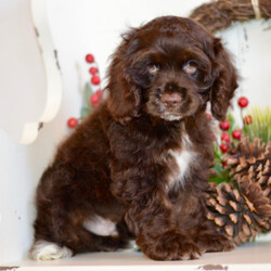 Adopt a dog:Pilot/Cocker Spaniel/Male/12 weeks,Why roll the dice to see what you get when I'm the cutest puppy for your family to get. Throw me a ball or show me your lap, it won't take you long to figure out where I'm at! I maybe young now, cute and cuddly at best, but wait until I get bigger and its lots of adventures with no rest! Take me home now and you will not regret it. The bond that we'll build, of love and affection, will make a lifelong partnership and an unforgettable connection!