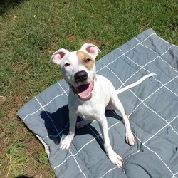 Bowie/Staffordshire Bull Terrier/Male/9 Months,Meet Bowie, a sweet and adventurous 8-month-old Staffy puppy with a heart full of love to give! He was found as a stray in the bushland, searching for food and shelter, but now he's ready to find his forever home. Bowie is an energetic and curious boy who loves exploring the outdoors and discovering new places. His playful spirit shines through as he eagerly searches for treats, always excited to use his nose to sniff out hidden surprises! Bowie is still in his learning phase, so he's eager to please and ready to soak up new experiences. With a little training and lots of love, he'll continue to grow into a wonderful companion. Whether it's playing fetch, exploring new trails, or just cuddling up for some quiet time, Bowie is sure to bring joy and excitement into your home. Bowie is looking for an active, loving family who will provide him with the time and care he needs to thrive. He would be happiest in a home where he can get plenty of outdoor exercise, mental stimulation, and love. His perfect family would be patient and understanding as he continues to learn the ropes of family life and would appreciate his playful, explorative nature. If you are interested in giving this wonderful pet a home, please CLICK HERE to visit our website and complete an expression of interest. or 