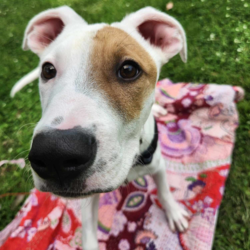 Bowie/Staffordshire Bull Terrier/Male/9 Months,Meet Bowie, a sweet and adventurous 8-month-old Staffy puppy with a heart full of love to give! He was found as a stray in the bushland, searching for food and shelter, but now he's ready to find his forever home. Bowie is an energetic and curious boy who loves exploring the outdoors and discovering new places. His playful spirit shines through as he eagerly searches for treats, always excited to use his nose to sniff out hidden surprises! Bowie is still in his learning phase, so he's eager to please and ready to soak up new experiences. With a little training and lots of love, he'll continue to grow into a wonderful companion. Whether it's playing fetch, exploring new trails, or just cuddling up for some quiet time, Bowie is sure to bring joy and excitement into your home. Bowie is looking for an active, loving family who will provide him with the time and care he needs to thrive. He would be happiest in a home where he can get plenty of outdoor exercise, mental stimulation, and love. His perfect family would be patient and understanding as he continues to learn the ropes of family life and would appreciate his playful, explorative nature. If you are interested in giving this wonderful pet a home, please CLICK HERE to visit our website and complete an expression of interest. or 