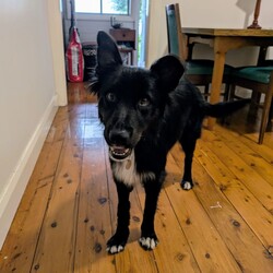 Flash/Australian Kelpie/Male/4 Years 8 Months,Hi there, I'm Flash! As an Australian Kelpie, I’m full of energy, love, and a thirst for learning. I'm looking for a family who isn't away too long during the day, and can give me the mental stimulation and physical exercise I need. I'm super sociable with humans, but I do prefer to be the only dog in the house. Although I don't have any history with other animals, I think I would thrive most in a calm and peaceful home. I would love to have indoor and outdoor access in my new home, I am currently in foster and have been referred to as a lounge lizard as I love the comfortable things in life.  I'm not a puppy, but I still love learning new things every day! I'm hoping for a home where my family can help me continue to learn about life and all the exciting things it has to offer. I'm a loyal companion and will love you unconditionally, always excited to see you when you come home. I'm perfect for someone who can give me plenty of attention, exercise, and a quiet environment. I'm suited for homes with kids 12 years and older who can understand that sometimes I need a little space.  If you're looking for a buddy to add some Flash to your life, I'm your guy! Can't wait to meet you! Requirements: