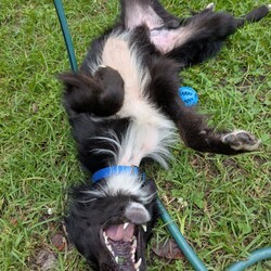 Flash/Australian Kelpie/Male/4 Years 8 Months,Hi there, I'm Flash! As an Australian Kelpie, I’m full of energy, love, and a thirst for learning. I'm looking for a family who isn't away too long during the day, and can give me the mental stimulation and physical exercise I need. I'm super sociable with humans, but I do prefer to be the only dog in the house. Although I don't have any history with other animals, I think I would thrive most in a calm and peaceful home. I would love to have indoor and outdoor access in my new home, I am currently in foster and have been referred to as a lounge lizard as I love the comfortable things in life.  I'm not a puppy, but I still love learning new things every day! I'm hoping for a home where my family can help me continue to learn about life and all the exciting things it has to offer. I'm a loyal companion and will love you unconditionally, always excited to see you when you come home. I'm perfect for someone who can give me plenty of attention, exercise, and a quiet environment. I'm suited for homes with kids 12 years and older who can understand that sometimes I need a little space.  If you're looking for a buddy to add some Flash to your life, I'm your guy! Can't wait to meet you! Requirements: