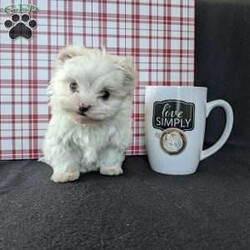 Tiny Snowball/Maltese									Puppy/Male																/9 Weeks,Meet Snowball a tiny  fluffy Maltese! Just in time for Christmas Snowball is a  playful little pup and well socialized! He is micro chipped up to date on he’s shots and dewormer and will be vet checked before going to he’s new home! Call Katie today to find out more about this sweetheart! 