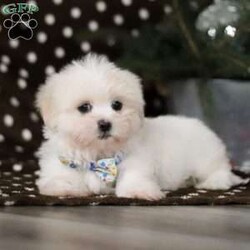 Carson/Lhasa Apso									Puppy/Male																/11 Weeks,Say hello to Carson! He is the most adorable ACA Lhasa Apso pup with a heart as big as his fluffy coat! This little bundle of joy is ready to bring love, laughter, and endless cuddles to your home. With his bright, expressive eyes and charming personality, Carson is guaranteed to win your heart in no time. Lhasas are known for their loyalty and intelligence, making them the perfect companions for families or individuals alike. Carson absolutely loves being pampered and will happily follow you wherever you go, always ready for snuggles or a fun game. Spend a little time with Carson, and you’ll find a best friend for life!