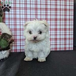 Tiny Snowball/Maltese									Puppy/Male																/9 Weeks,Meet Snowball a tiny  fluffy Maltese! Just in time for Christmas Snowball is a  playful little pup and well socialized! He is micro chipped up to date on he’s shots and dewormer and will be vet checked before going to he’s new home! Call Katie today to find out more about this sweetheart! 