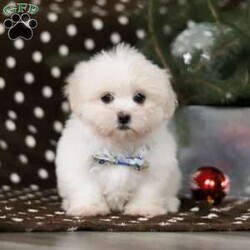 Carson/Lhasa Apso									Puppy/Male																/11 Weeks,Say hello to Carson! He is the most adorable ACA Lhasa Apso pup with a heart as big as his fluffy coat! This little bundle of joy is ready to bring love, laughter, and endless cuddles to your home. With his bright, expressive eyes and charming personality, Carson is guaranteed to win your heart in no time. Lhasas are known for their loyalty and intelligence, making them the perfect companions for families or individuals alike. Carson absolutely loves being pampered and will happily follow you wherever you go, always ready for snuggles or a fun game. Spend a little time with Carson, and you’ll find a best friend for life!