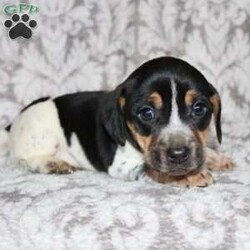 Dean/Jack Russell Mix									Puppy/Male																/8 Weeks,Take a look at this colorful Jack Russell Mix puppy who is playful and frisky! This spunky pup will brighten your holiday season with puppy kisses, tail wiggles, and cheer! The mother PeeWee is a Jack Russell and her puppies look very similar to her! Each puppy is vet checked and up to date on shots and dewormer. We are seeking loving homes for each puppy! Please call to learn more about these little cutie pies! 