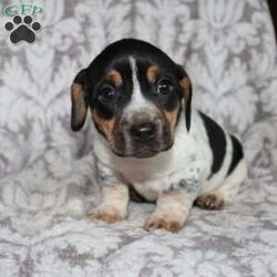 Dean/Jack Russell Mix									Puppy/Male																/8 Weeks,Take a look at this colorful Jack Russell Mix puppy who is playful and frisky! This spunky pup will brighten your holiday season with puppy kisses, tail wiggles, and cheer! The mother PeeWee is a Jack Russell and her puppies look very similar to her! Each puppy is vet checked and up to date on shots and dewormer. We are seeking loving homes for each puppy! Please call to learn more about these little cutie pies! 