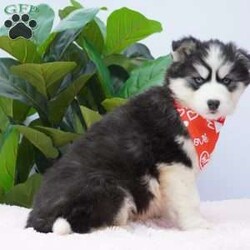 Kira/Siberian Husky									Puppy/Female														/9 Weeks,Kira is an adorable little girl waiting to meet her forever family! She will be current on her vaccinations and dewormer as well as vet checked and micro chipped and come with a one year genetic health guarantee.