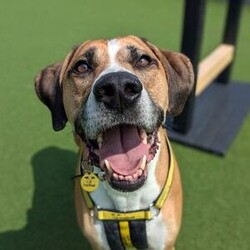 Timmy/Bulldog Cross/Male/5 - 7 years,Timmy is a sensitive boy who has a lot of love to give. He is a 7 year old Greyhound x Bulldog who has a big heart! Timmy is a playful guy who loves goofing around and playing with toys - his favourite game is tug of war but he is also a fan of just rolling around! He will need to be kept on lead whilst out and about due to his high prey drive. For this reason, he would love to have direct access from the home to a secure garden, with a 6ft fence, to run around freely in. He is also trained to wear a muzzle whilst out on his walks just as an added precaution to keep him safe. Timmy has been previously worried around young children so it is important for any children, including visitors, to be over 16 years old in his new home.