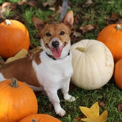 Alfie/Terrier (Jack Russell)/Male/2 - 5 years,Alfie is a dapper little 2 year old Jack Russell with lots of energy who would be a great sidekick for outdoor adventures! Alfie needs to have direct access to a secure garden where he can work on his training, with minimum 5ft fencing. A hands-off and patient home is needed for Alfie as he can get overwhelmed easily, and takes his time getting to know you. A quiet home would be best with no children under the age of 16 or other pets, to ensure that he has the right setup for him to thrive in his new home. He can be unsure in unfamiliar situations including around other dogs and at the vets. Alfie has made a lot of progress with the training team whilst in our care and would like to continue this in his new home.