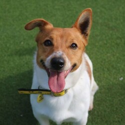 Alfie/Terrier (Jack Russell)/Male/2 - 5 years,Alfie is a dapper little 2 year old Jack Russell with lots of energy who would be a great sidekick for outdoor adventures! Alfie needs to have direct access to a secure garden where he can work on his training, with minimum 5ft fencing. A hands-off and patient home is needed for Alfie as he can get overwhelmed easily, and takes his time getting to know you. A quiet home would be best with no children under the age of 16 or other pets, to ensure that he has the right setup for him to thrive in his new home. He can be unsure in unfamiliar situations including around other dogs and at the vets. Alfie has made a lot of progress with the training team whilst in our care and would like to continue this in his new home.