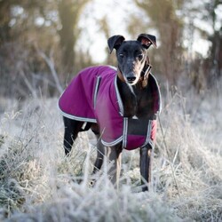 Arthur/Greyhound/Male/2 - 5 years,Meet Arthur, he's a sweet and sensitive Greyhound with a heart of gold. He's been with us for a little while now and has really blossomed in confidence and often greets his carers and volunteers with the happiest and waggiest tail! Arthur arrived with us with very little history and has likely never lived in a home before, so he'd loved to find adopters than can help him settle in and learn new things like housetraining and learning how to be left. He really enjoys the company of other dogs and would likely benefit from living with one in his forever home, however this isn't essential. He would like opportunities for socialisation if living alone. Arthur has a history of racing, so for this reason he does wear his muzzle out and about on his walkies and he looks super handsome in it! Arthur could live with children 6+ who can understand his shy nature, but it wont be long until he's leaning into you for fuss and snuggles!