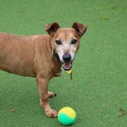 Patsy/Terrier (Jack Russell)/Female/8 + years,Patsy is a 11 year old (approximately) Jack Russell who is as cute as a button! She loves going for adventures and meeting people as well as playing with her toys! Patsy is looking for an experienced family who are able to have someone at home with her at all times, as she's been unhappy when left home alone previously. However, we do recommend building this time period up gradually. We have limited information about Patsy living in a home but we do know that she isn't fully house-trained. She would therefore need direct access to a secure garden of her own, with a 5ft fence.