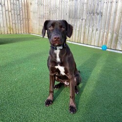 Rocco/Whippet Cross/Male/1 - 2 years,Rocco is a young, energetic, intelligent dog who is looking for a family that can channel his energy into positive outlets such as fun enrichment games and training! Rocco can become excitable on walks and bark at other dogs, so will benefit from a family that enjoy quiet countryside walks. Rocco enjoys having lots of play time and fuss with his favourite handlers and will need a quiet home where he is the only dog and where he can continue his settle training and build up time away from his family. Once settled, Rocco will make a fun, loving, family companion!